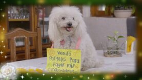 Adriana es salvada por su cachorro